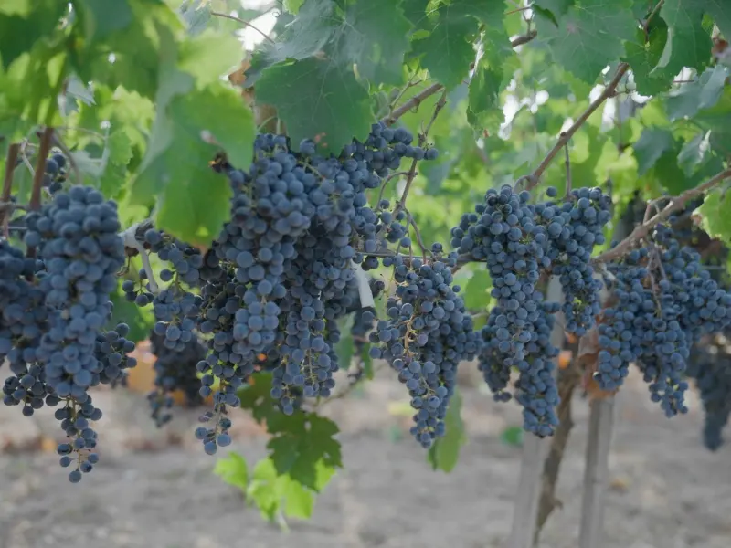 Bakucha Vineyard Hotel & SPA — fotoğraf
