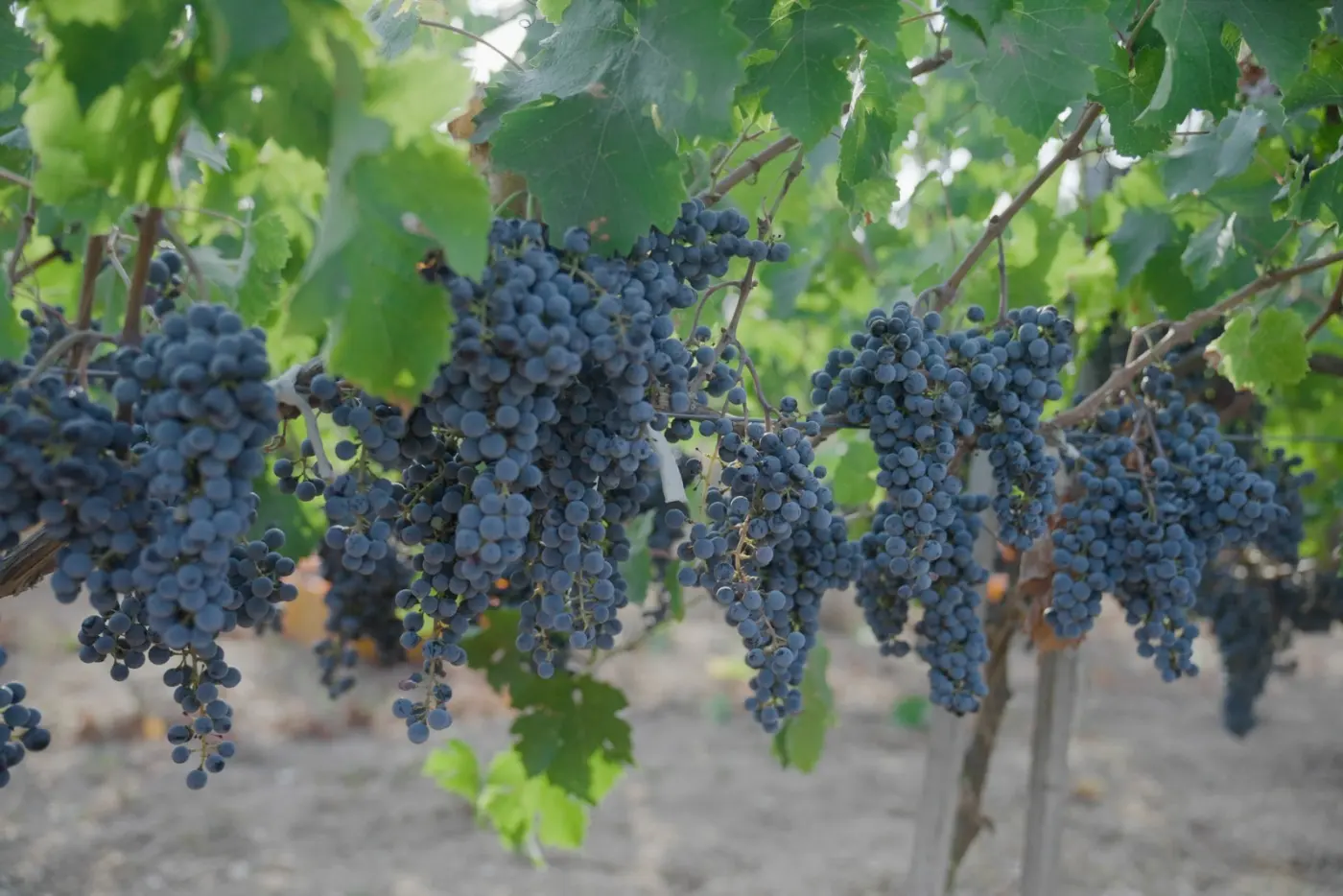 Bakucha Vineyard Hotel & SPA — fotoğraf